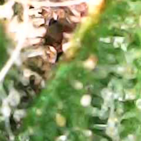 JANE 1 CLONE growlog timeline photo