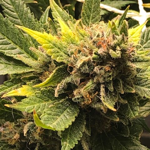 JANE 1 CLONE growlog timeline photo