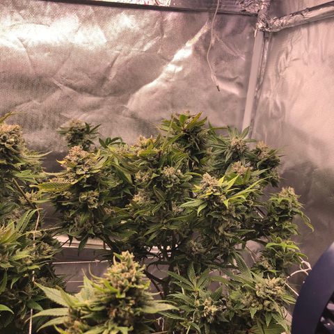 JANE 1 CLONE growlog timeline photo