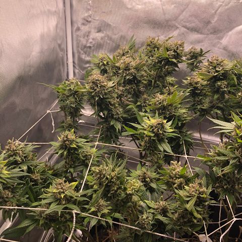 JANE 1 CLONE growlog timeline photo