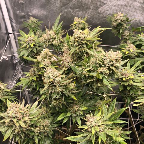 JANE 1 CLONE growlog timeline photo