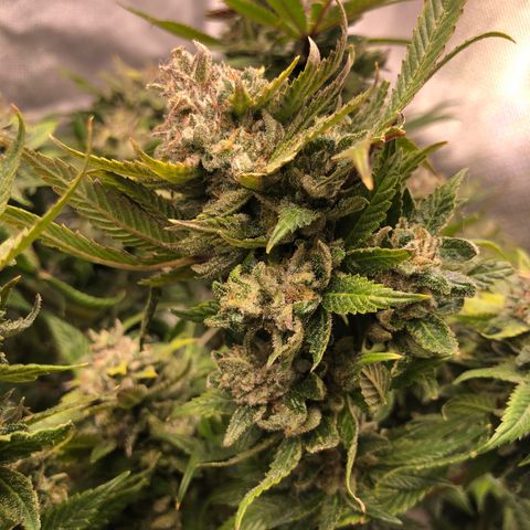 JANE 1 CLONE growlog timeline photo