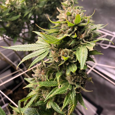 JANE 1 CLONE growlog timeline photo