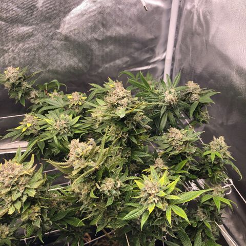 JANE 1 CLONE growlog timeline photo
