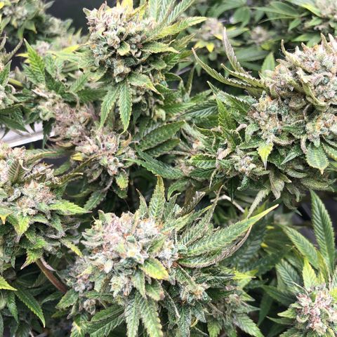 JANE 1 CLONE growlog timeline photo