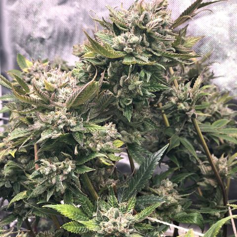 JANE 2 CLONE growlog timeline photo