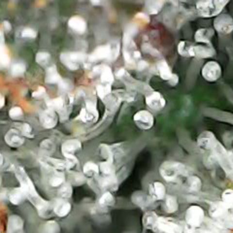 JANE 2 CLONE growlog timeline photo