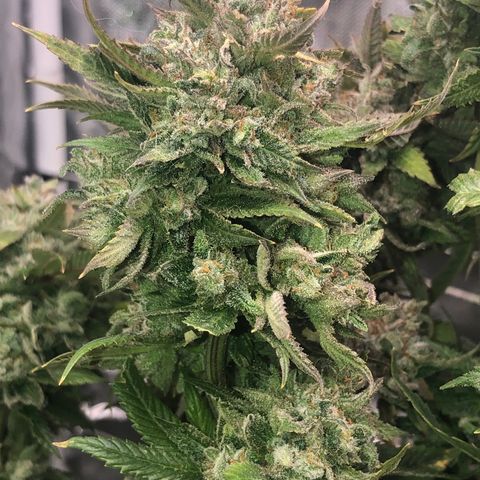JANE 2 CLONE growlog timeline photo