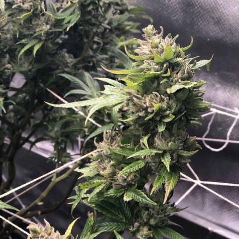 JANE 2 CLONE growlog timeline photo