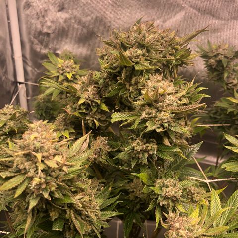 JANE 2 CLONE growlog timeline photo