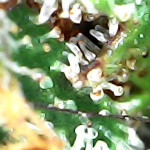 JANE 2 CLONE growlog timeline photo