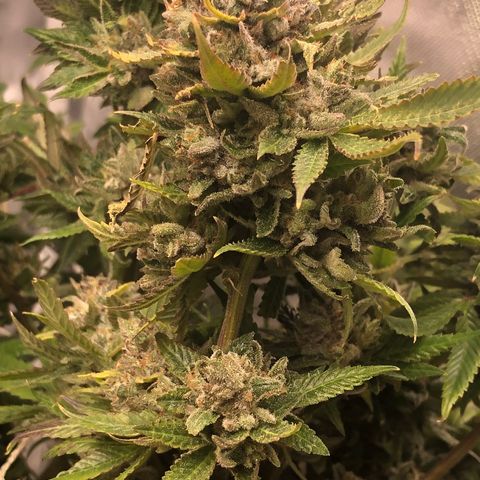 JANE 2 CLONE growlog timeline photo