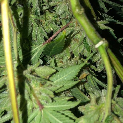 JANE 1 CLONE growlog timeline photo