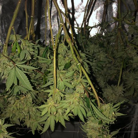 JANE 1 CLONE growlog timeline photo