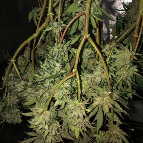 JANE 1 CLONE growlog timeline photo