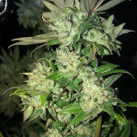 JANE 1 CLONE growlog timeline photo
