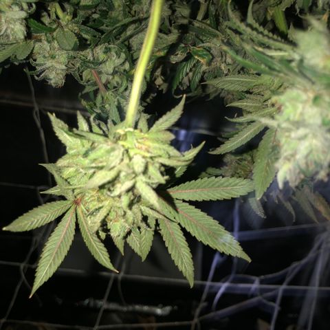 JANE 1 CLONE growlog timeline photo