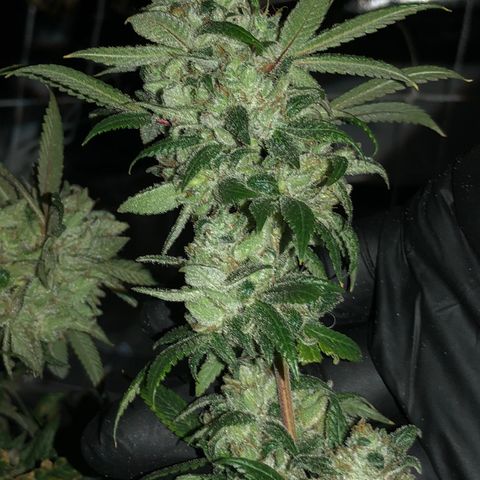 JANE 1 CLONE growlog timeline photo