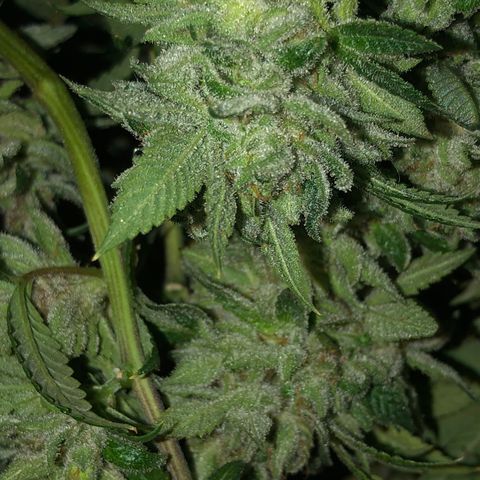 JANE 1 CLONE growlog timeline photo