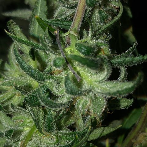 JANE 1 CLONE growlog timeline photo