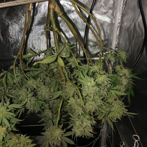 JANE 1 CLONE growlog timeline photo