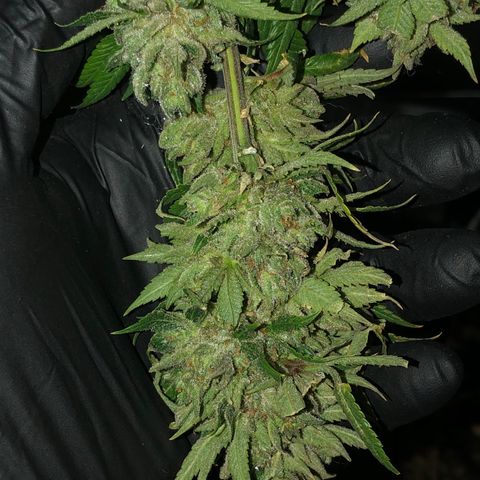 JANE 1 CLONE growlog timeline photo