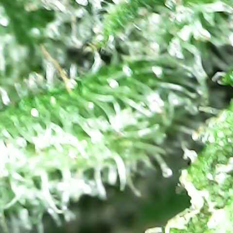 JANE 1 CLONE growlog timeline photo