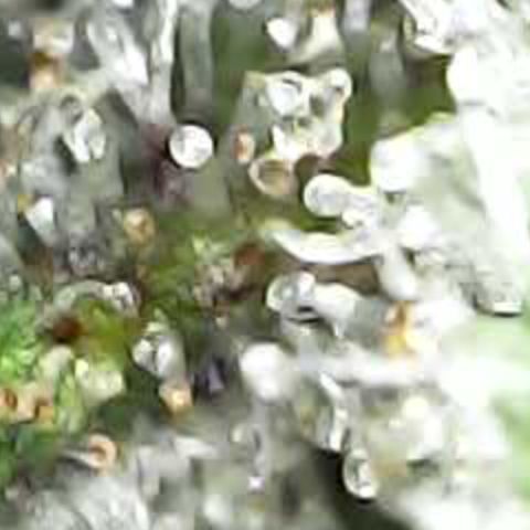 JANE 1 CLONE growlog timeline photo