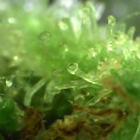 JANE 1 CLONE growlog timeline photo