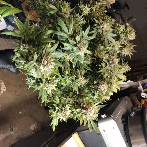 JANE 1 CLONE growlog timeline photo