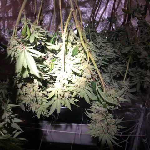 JANE 1 CLONE growlog timeline photo