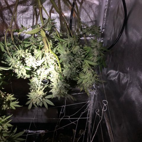 JANE 1 CLONE growlog timeline photo