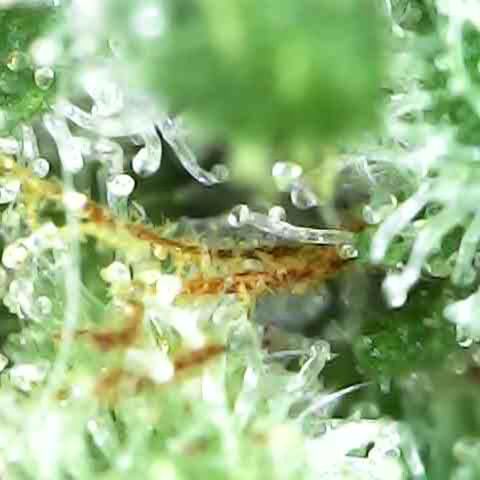 JANE 1 CLONE growlog timeline photo