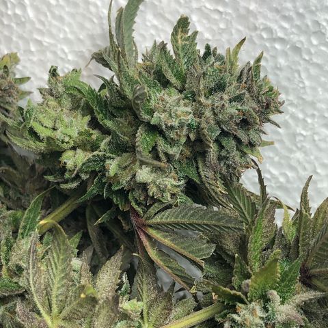 JANE 1 CLONE growlog timeline photo