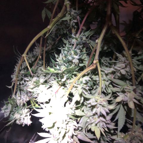 JANE 1 CLONE growlog timeline photo