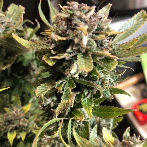 JANE 1 CLONE growlog timeline photo