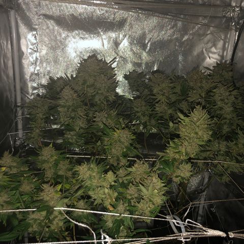 JANE 1 CLONE growlog timeline photo