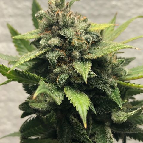 JANE 1 CLONE growlog timeline photo