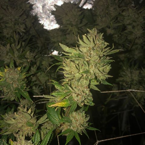 JANE 1 CLONE growlog timeline photo