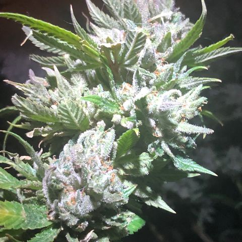 JANE 1 CLONE growlog timeline photo