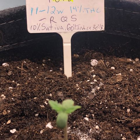 Royal Bluematic Auto - RQS growlog timeline photo
