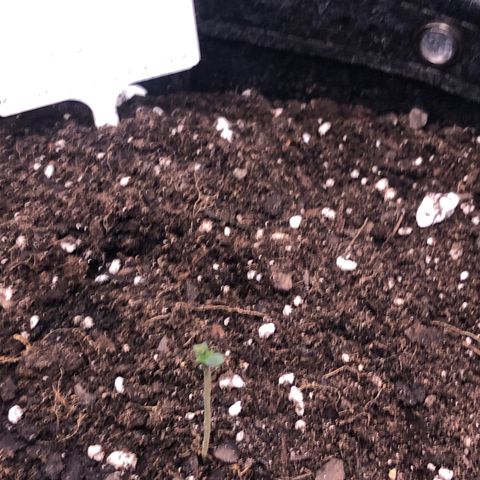 Royal Bluematic Auto - RQS growlog timeline photo
