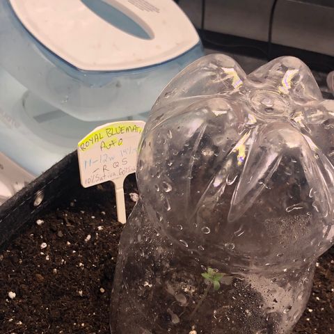 Royal Bluematic Auto - RQS growlog timeline photo