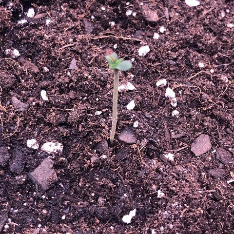 Royal Bluematic Auto - RQS growlog timeline photo