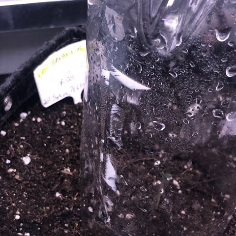 Royal Bluematic Auto - RQS growlog timeline photo