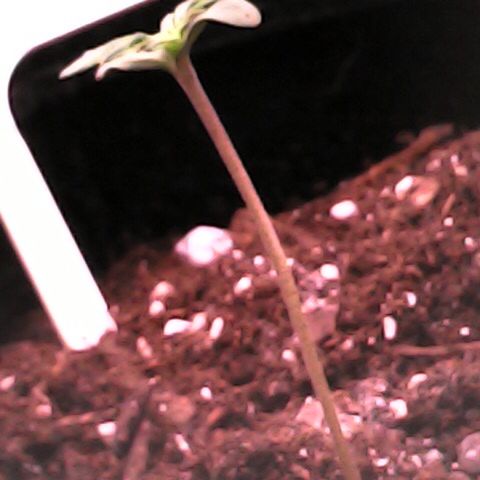 Royal Bluematic Auto - RQS growlog timeline photo