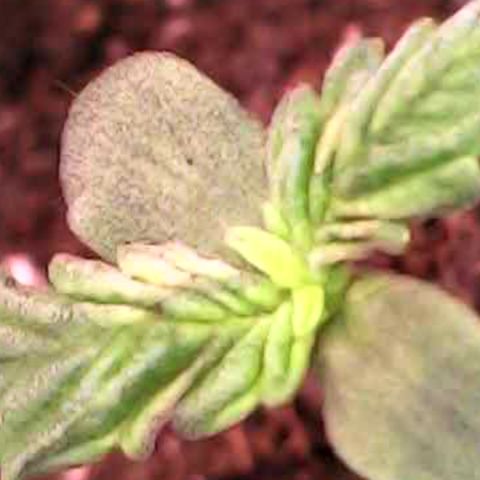 Royal Bluematic Auto - RQS growlog timeline photo