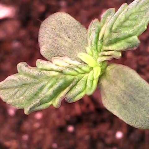 Royal Bluematic Auto - RQS growlog timeline photo