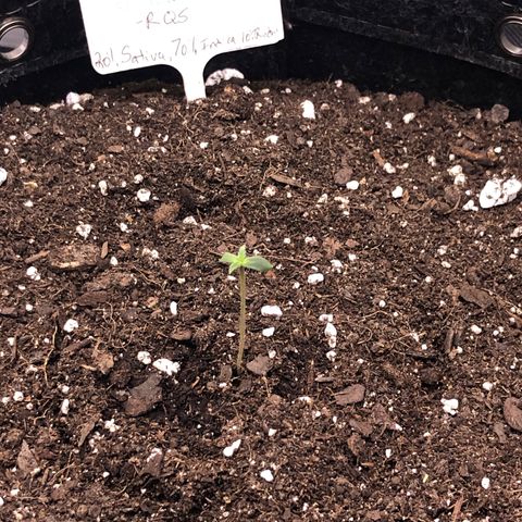 Royal Bluematic Auto - RQS growlog timeline photo