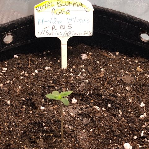 Royal Bluematic Auto - RQS growlog timeline photo